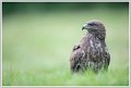 Saint Piat _17-05-2018-09-23-58_0249